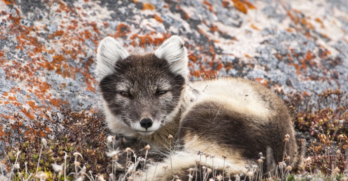 Арктическая лисица