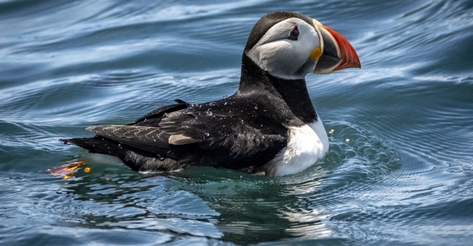 Вас ждет встреча с живой энциклопедией: это моржи, каланы, бурые медведи, киты, и множество птиц – топорки, кайры, бакланы, орланы…
