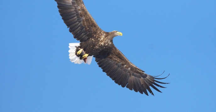 В этих водах велики шансы встретить белоплечих орланов
