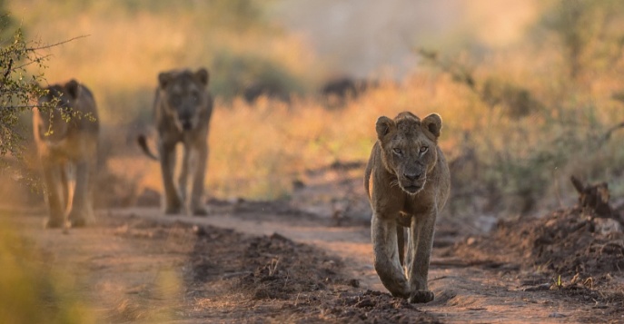 Национальный парк Крюгер	
