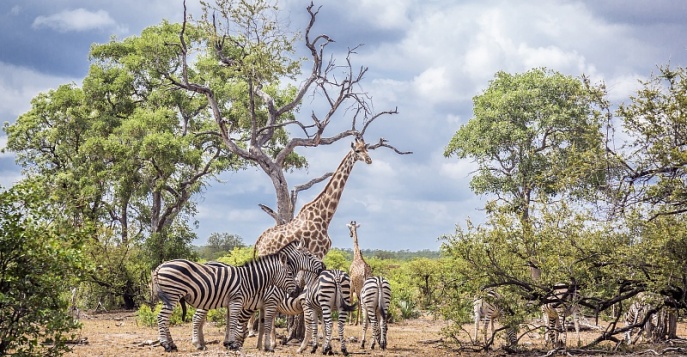 Парк Крюгера, ЮАР