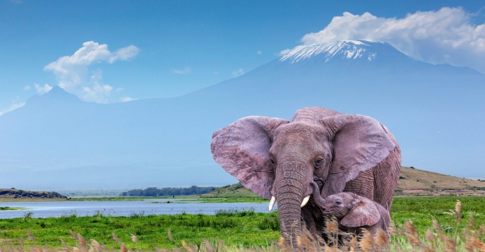 Тур на Великую Миграцию в Кении! Тур на Великую Миграцию в Кении!