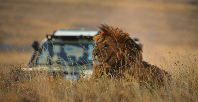 Тур на Великую Миграцию в Кении! Тур на Великую Миграцию в Кении!
