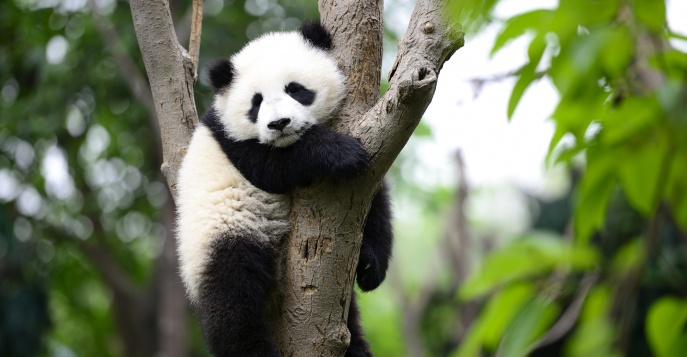 Знаменитый Panda House