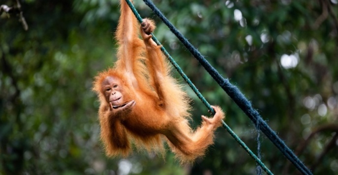 Центр реабилитации орангутангов Семонгок - Саравак - остров Борнео, Малайзия