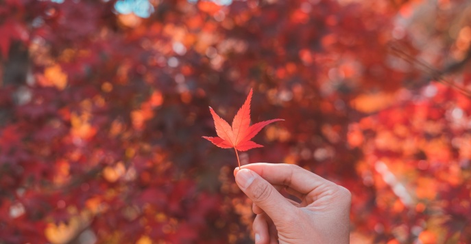 Путешествие по Японии в период красных кленов