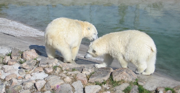 Поездка в арктический зоопарк Рануа, Рованиеми