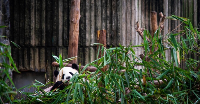 Сафари по Центральной Индии