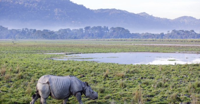 Сафари по Центральной Индии