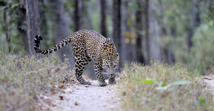 Сафари по Центральной Индии