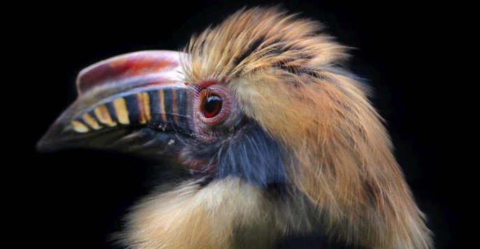 Остров Миндоро