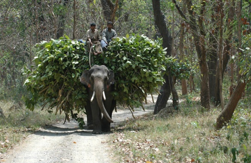 Парк Rajaji, Индия