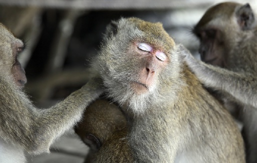 Сад обезьян, Таиланд