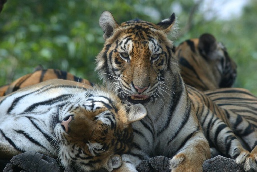 Тигриный зоопарк, Таиланд