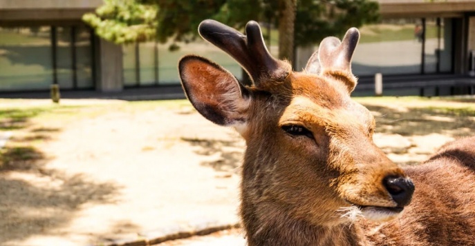 Олений парк (Deer Park), Малайзия