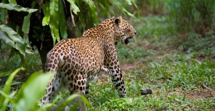 Национальный зоопарк (National Zoo), Малайзия