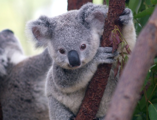 Парк коал - Мельбурн, Австралия