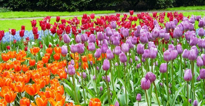 Парк Keukenhof, Нидерланды