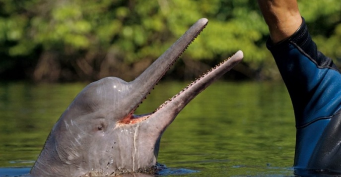 Розовых дельфинов можно увидеть только в Амазонке!