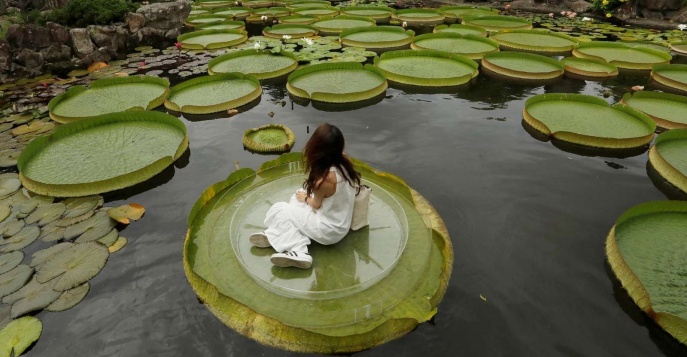 Вы увидите самое большое водяное растение мира – лилии виктория регия