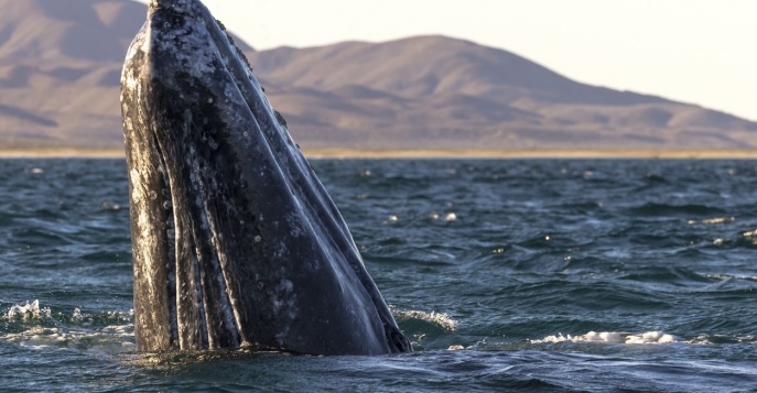 Наблюдение за серыми китами в Нижней Калифорнии, Мексика