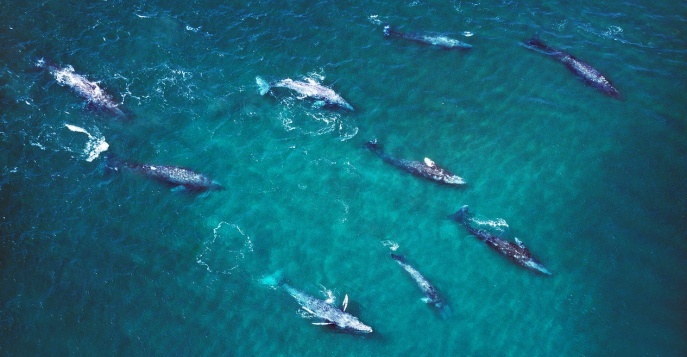 Киты Нижней Калифорнии!