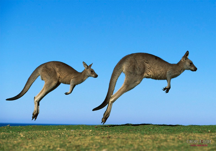 Почему кенгуру обитают только в Австралии: особенности и причины