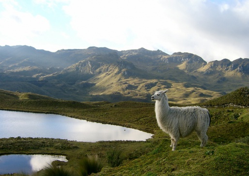 Национальный парк Кахас, Эквадор