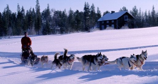 Сафари на собачьих упряжках - Вуокатти, Финляндия