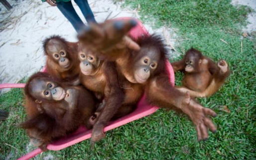 Орангутанги в зоопарке Борнео, Малайзия