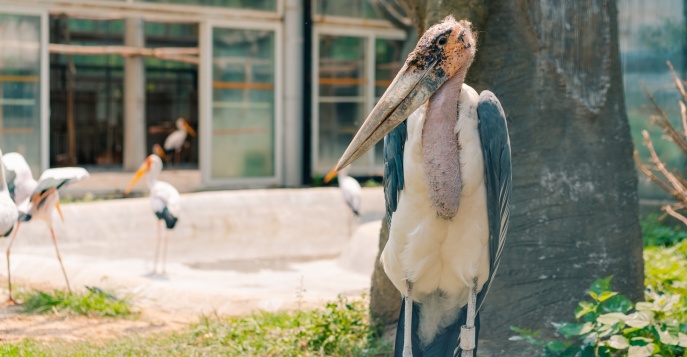 Пекинский зоопарк