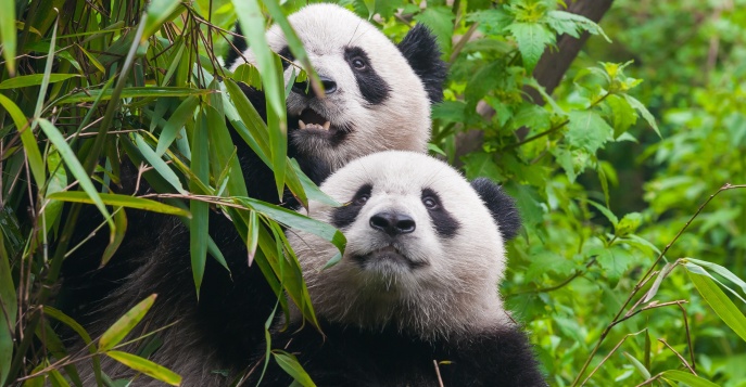 Волшебный Китай: от панд до Диснейленда