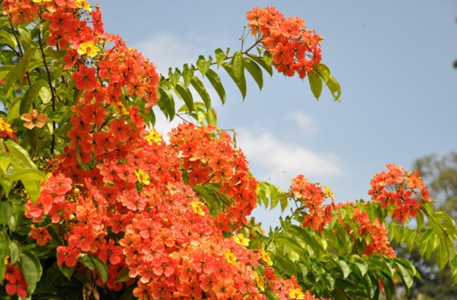 Королевский ботанический сад - Шри-Ланка