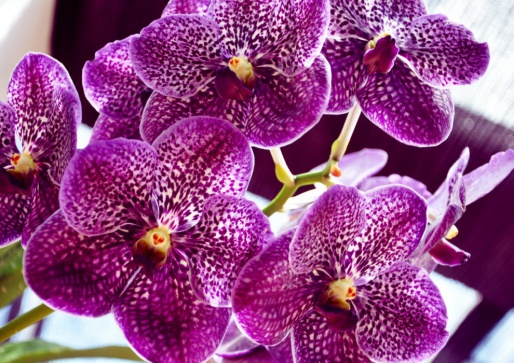 Орхидеи, Королевский ботанический сад - Шри-Ланка