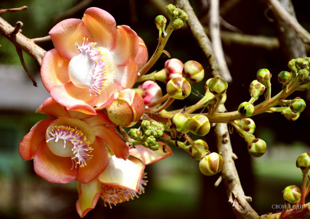 Растения шри ланки. Шри Ланка цветы. Мыльное дерево. Цветы мыльного дерева.
