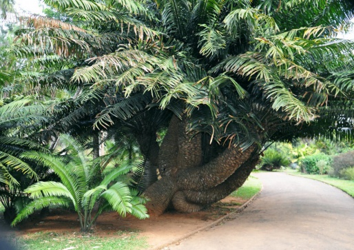 Пальмовая аллея, Королевский ботанический сад - Шри-Ланка