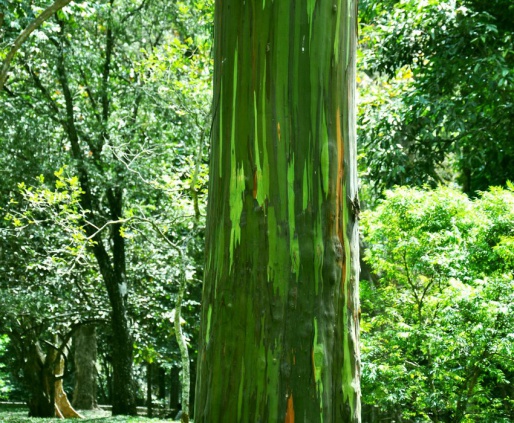 Радужный эвкалипт, Королевский ботанический сад - Шри-Ланка