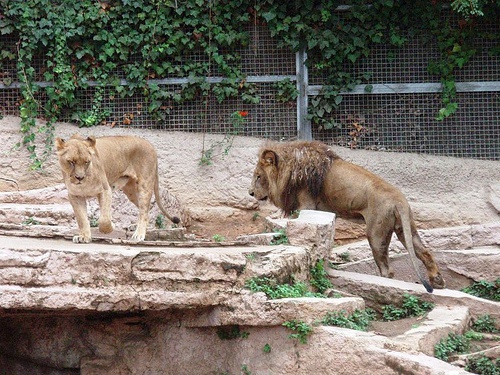 Барселонский зоопарк, Испания