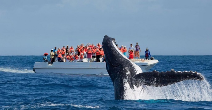 Наблюдение за китами в Салинас, Эквадор