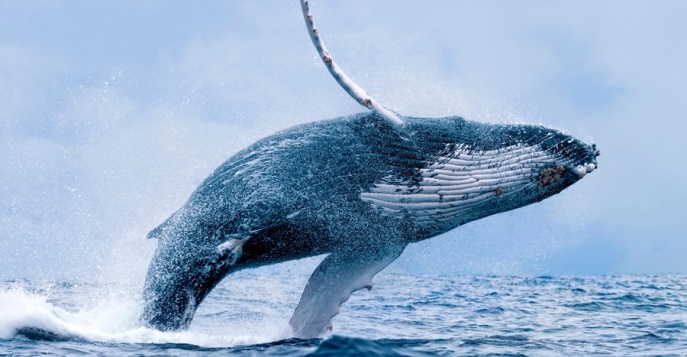 Путешествие по Эквадору и наблюдение за китами