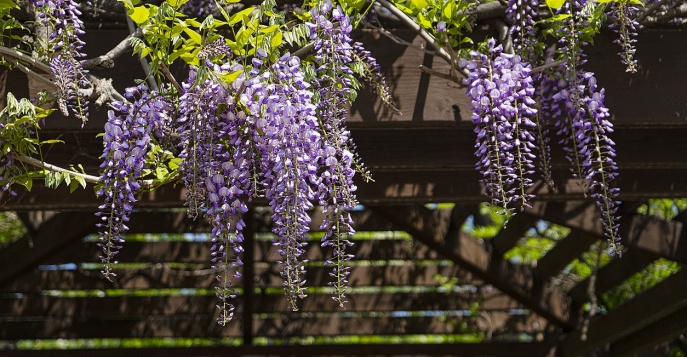 Посещение парка глициний Асикага