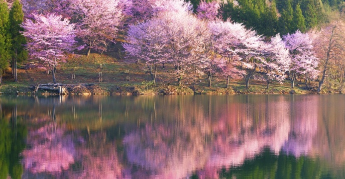 Цветение сакуры в Японии