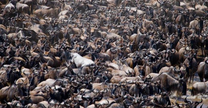 Великая миграция в Кении