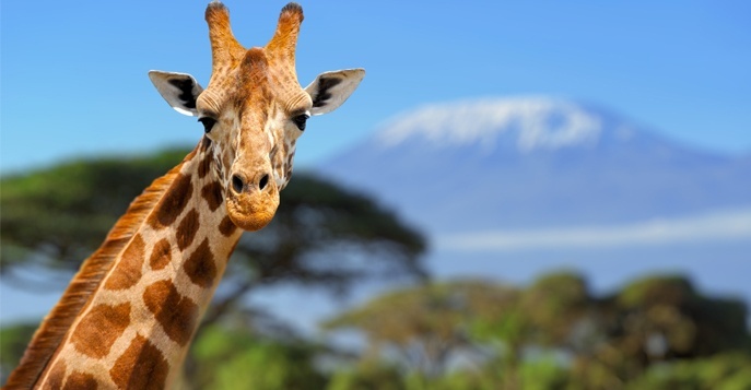 С вершины Килиманджаро на пляжи Занзибара!