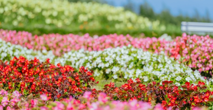 Вы посетите зачарованный сад бегоний Ханаити монмэ