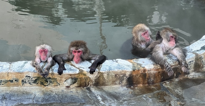 Забавные японские макаки «принимают ванны»