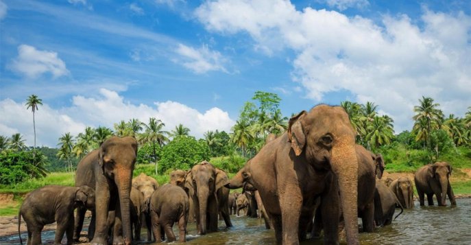 Приют для слонов в Пинавелле, Шри Ланка