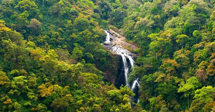 Дождевой лес в Синхарадже, Шри Ланка