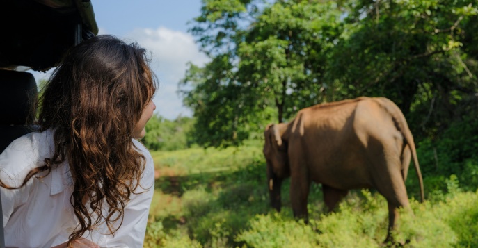Приют для слонов, расположенный в Пинавелле