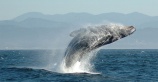 В Аргентину за китами